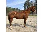 Sorrel Qh gelding