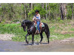 Super Extraordinary Well Trained Black Friesian Sport Horse Mare, Fancy