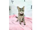 Adopt Scarlett a Domestic Short Hair