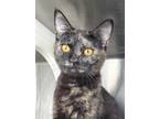 Adopt Noel a Tortoiseshell, Domestic Short Hair