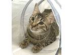 Adopt Mistletoe a Tabby, Domestic Short Hair