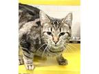 Adopt Sparkle a Tabby, Domestic Short Hair