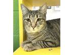 Adopt Twinkle a Tabby, Domestic Short Hair