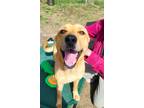 Adopt Brook a Shepherd, Labrador Retriever