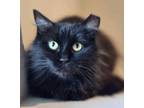 Adopt Francesca bonded to Catsanova a Domestic Long Hair, Domestic Short Hair