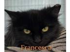 Adopt Francesca a Domestic Long Hair, Domestic Short Hair