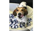 Adopt Hunny Bunny a Foxhound, Beagle