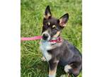 Adopt Fendi a Shepherd, Husky