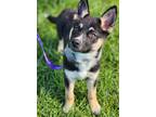 Adopt Dior a Shepherd, Husky