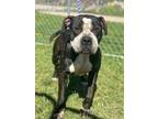 Adopt Jiffy a Pit Bull Terrier, Mixed Breed