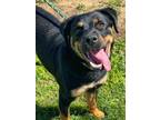 Adopt Brandy a Miniature Pinscher, Shepherd