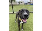 Adopt Twilight a Mixed Breed