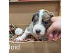 Aussiedoodle Puppy for sale in Layton, UT, USA