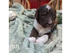 Aussiedoodle Puppy for sale in Layton, UT, USA