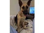 Adopt Parsley a German Shepherd Dog