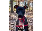 Adopt Ellie Grace a Pit Bull Terrier