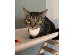 Adopt Twinkle a Domestic Short Hair, Tabby