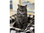 Adopt Kirby a Domestic Short Hair