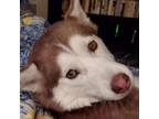 Adopt Faye a Siberian Husky, Husky