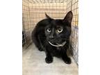 Adopt Ebony 30073 a Domestic Short Hair