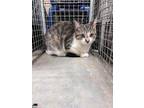 Adopt Candace 29956 a Domestic Short Hair