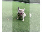 French Bulldog PUPPY FOR SALE ADN-777547 - Simba