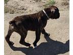 Boxer PUPPY FOR SALE ADN-777573 - AKC Boxers