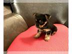 Yorkshire Terrier PUPPY FOR SALE ADN-777576 - Yorkshire Terrier Puppy