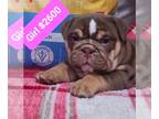 Bulldog PUPPY FOR SALE ADN-777696 - AKC English Bulldog