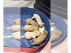 Goldendoodle PUPPY FOR SALE ADN-777702 - Litter of 5