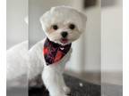 Maltese PUPPY FOR SALE ADN-777714 - Male Maltese