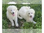 Great Pyrenees PUPPY FOR SALE ADN-777716 - Great Pyrenees Pups