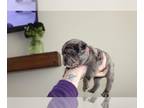 Frenchie Pug PUPPY FOR SALE ADN-777723 - Merle Frenchie Pug