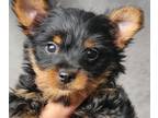 Yorkshire Terrier PUPPY FOR SALE ADN-777729 - Male yorkie