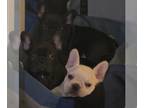 French Bulldog PUPPY FOR SALE ADN-777797 - French bulldog puppies