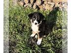 Australian Shepherd PUPPY FOR SALE ADN-777809 - AKC ASCA Australian Shepherds