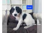 Jack-A-Poo PUPPY FOR SALE ADN-777811 - Jackapoo puppies