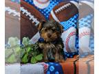 Yorkshire Terrier PUPPY FOR SALE ADN-777815 - Adorable Toy Size Yorkshire