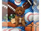 Poodle (Toy) PUPPY FOR SALE ADN-777817 - Adorable Toy Size Poodle Puppy