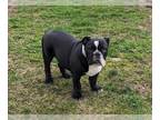 Olde English Bulldogge PUPPY FOR SALE ADN-777818 - Olde English Bulldogge Puppy