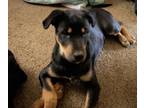 Alaskan Husky-Rottweiler Mix PUPPY FOR SALE ADN-777826 - Rottsky Puppy Needs new