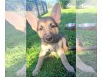 German Shepherd Dog PUPPY FOR SALE ADN-777835 - Litter of 8