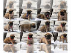 Mastiff PUPPY FOR SALE ADN-777837 - English Mastiff Puppies Full AKC Registered