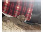 Weimaraner PUPPY FOR SALE ADN-777840 - Adorable baby