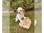 Cavalier King Charles Spaniel PUPPY FOR SALE ADN-777872 - Scout