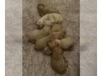 Golden Retriever PUPPY FOR SALE ADN-777874 - AKC registered golden retriever