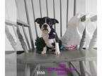 Boston Terrier PUPPY FOR SALE ADN-777878 - Boston Terrier Puppies