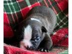 Boston Terrier PUPPY FOR SALE ADN-777879 - Male boston terrier