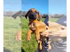 German Shepherd Dog-Rhodesian Ridgeback Mix PUPPY FOR SALE ADN-777892 -