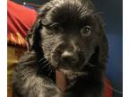 Australian Retriever PUPPY FOR SALE ADN-777894 - 14 Week Old Pups